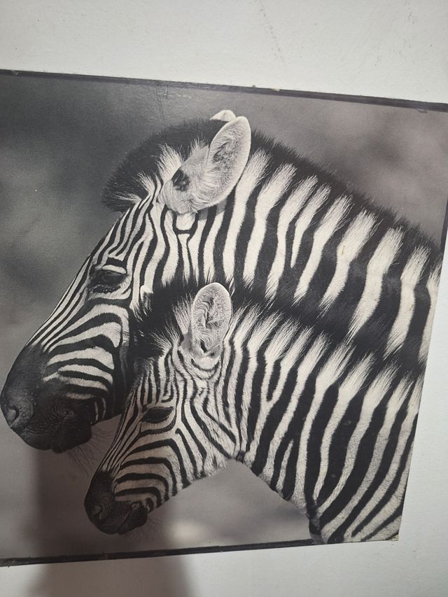 Cuadro cebras blanco y negro