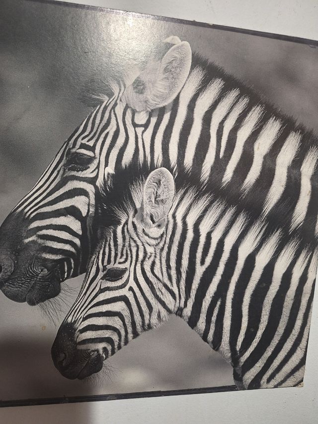 Cuadro cebras blanco y negro