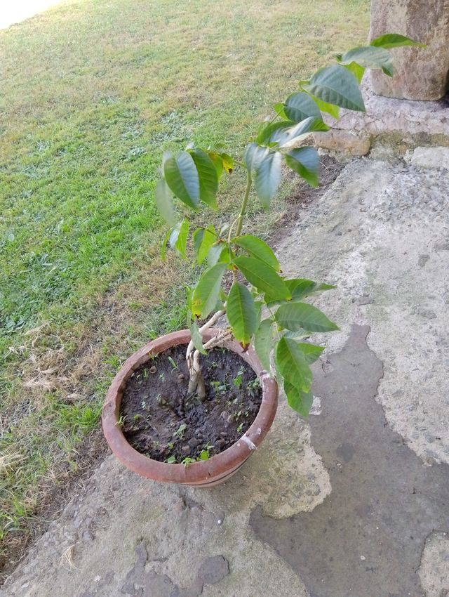Plantón nogal joven