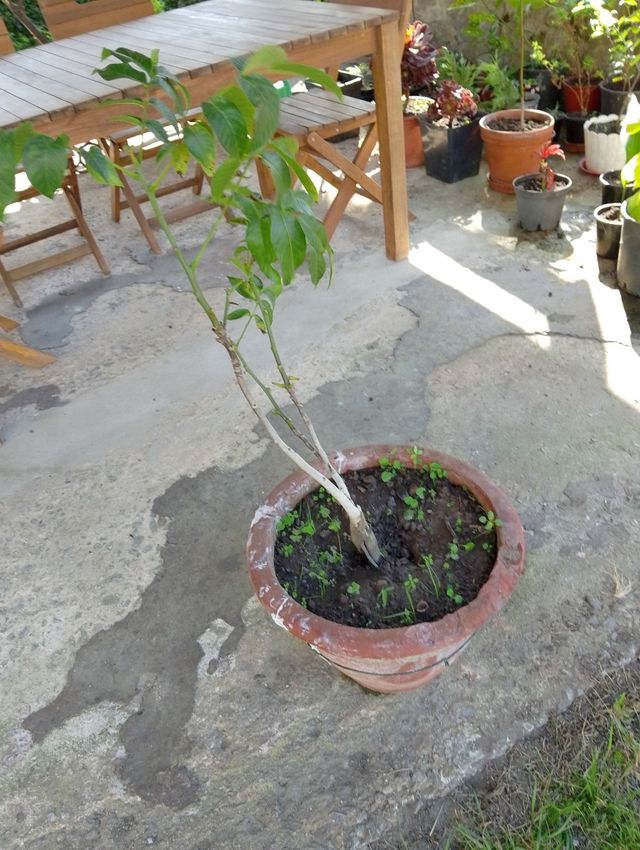 Plantón nogal joven