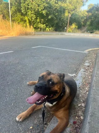 Residencia Canina  En Sant Cugat.