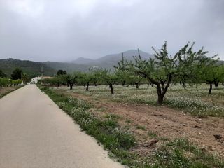 Finca rústica almendros