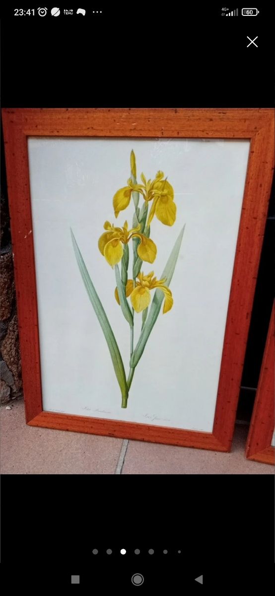 2 gigli gialli Cuadros