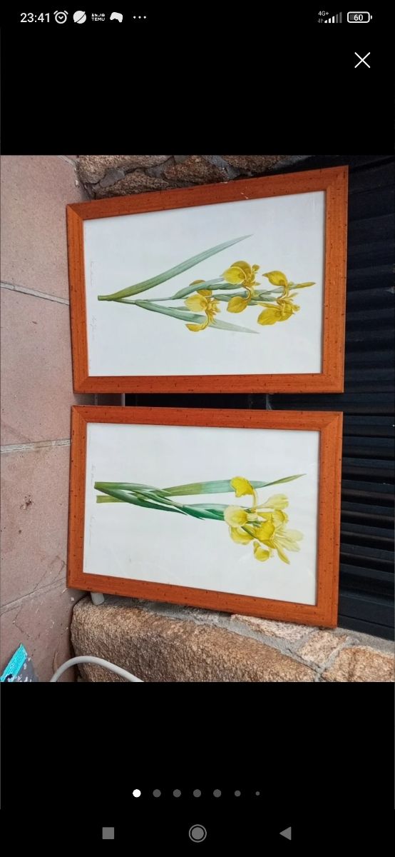 2 gigli gialli Cuadros