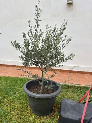 Olivo en maceta - Planta