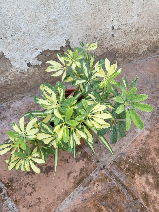 Schefflera arboricola variegata