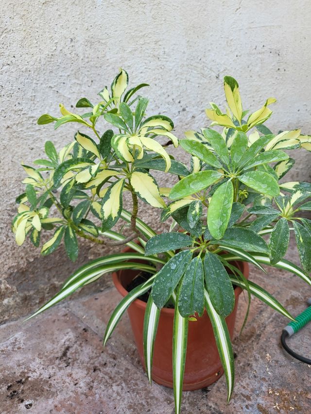 Schefflera arboricola variegata