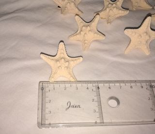 10 Pinzas Estrellas de Mar Beige