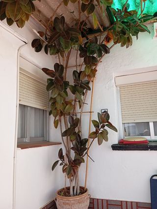 Ficus de 5 metros.
No se envía.