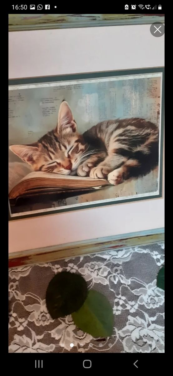 3 Quadri gatti - Decorazione