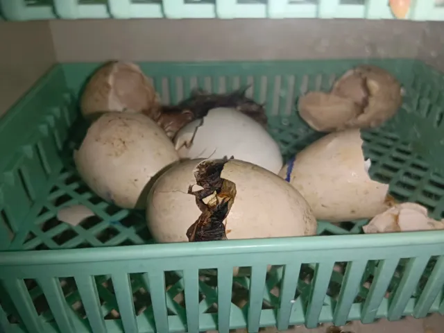 Incubadora 12 huevos automática