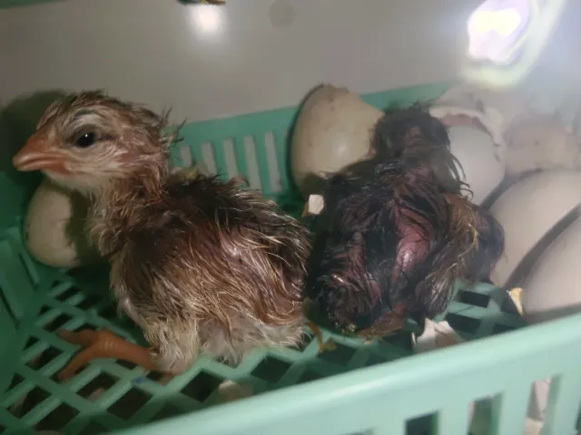 Incubadora 12 huevos automática