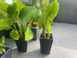 1 Planta Alocasia +  1 Maceta ratán negro