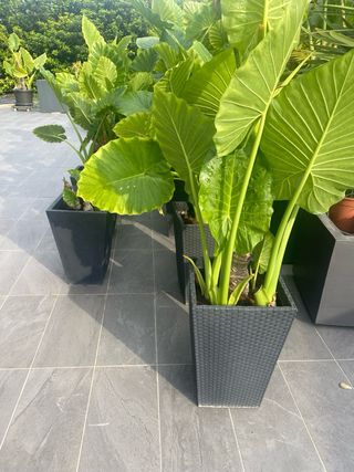 1 Planta Alocasia +  1 Maceta ratán negro