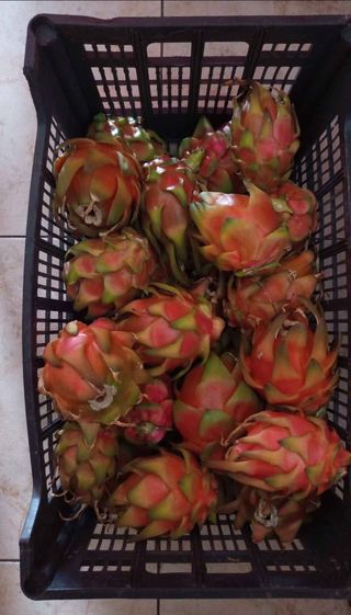 Pitaya ecologica