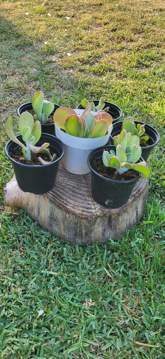 6 Suculentas Oreja de Shrek