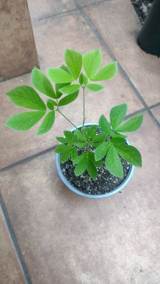 senna septemtrionalis. planta pequeña