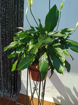 Planta resistente decorativa