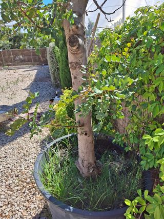 Árbol Algarrobo en maceta