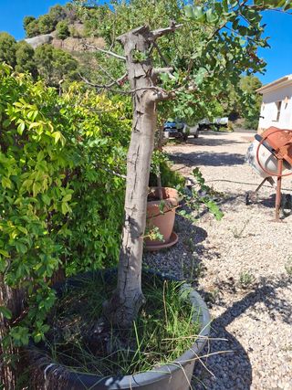 Árbol Algarrobo en maceta