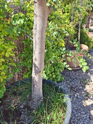 Árbol Algarrobo en maceta