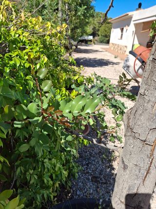 Árbol Algarrobo en maceta