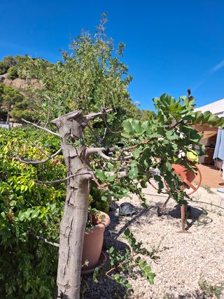 Árbol Algarrobo en maceta