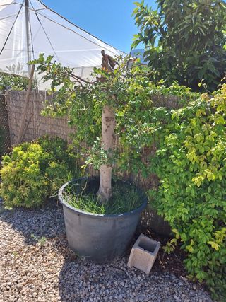 Árbol Algarrobo en maceta