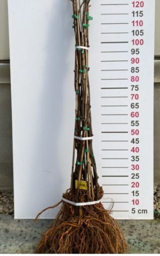 Plantas Kiwi - 50 unidades