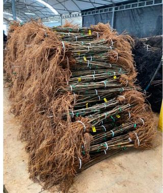 Plantas Kiwi - 50 unidades