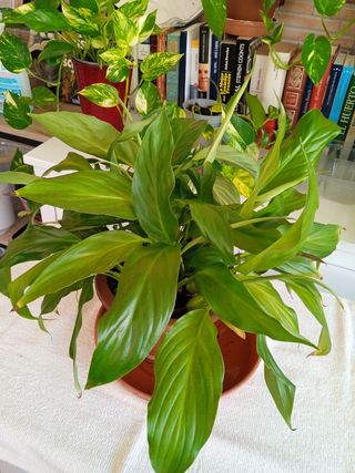Planta Spatifilo - Verde