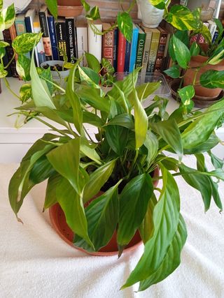 Planta Spatifilo - Verde