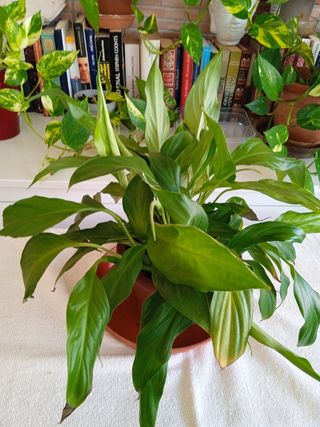 Planta Spatifilo - Verde