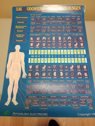 Poster órganos y dientes