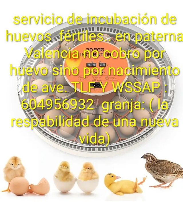 Incubadora huevos fértiles Incubadora de huevo