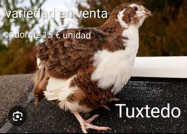 Incubadora huevos fértiles Incubadora de huevo