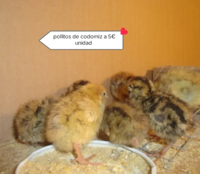 Incubadora huevos fértiles Incubadora de huevo