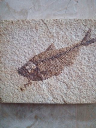Fossile marino periodo Eocene