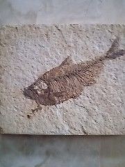 Fossile marino periodo Eocene