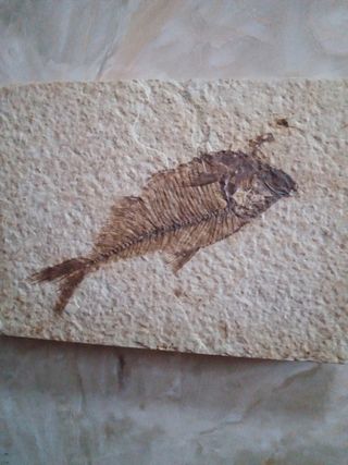 Fossile marino periodo Eocene