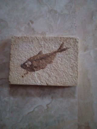 Fossile marino periodo Eocene