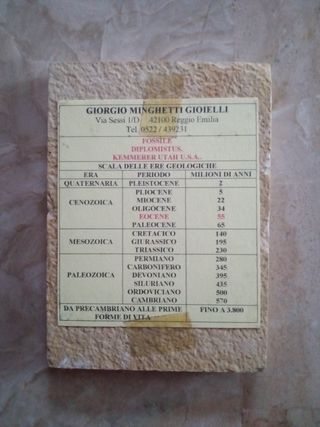 Fossile marino periodo Eocene
