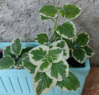 Plectranthus. planta incienso