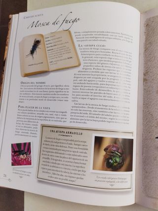 Pequena coleccion de insectos / Small Collectio...