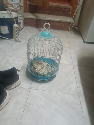 Jaula pájaros azul y gris