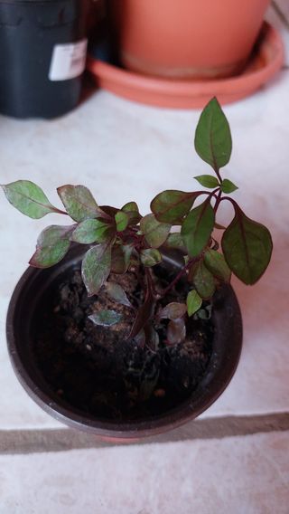 Planta Coqueta - Mini Planta