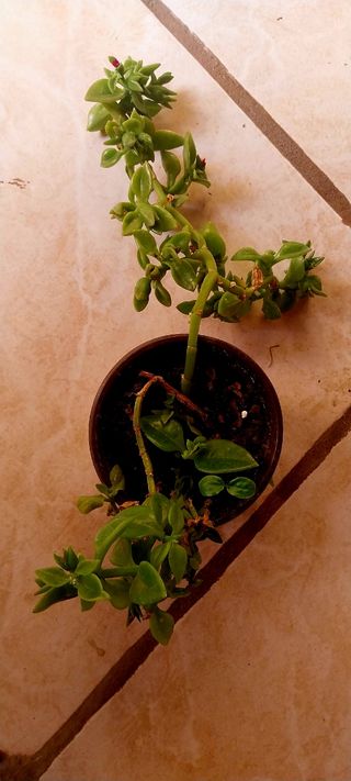Planta suculenta Rocío