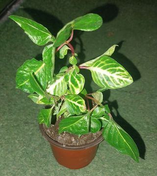 Planta Pilea involucrata