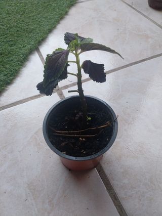 Planta Coleus Rojo