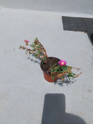 Planta suculenta alfombra rosa